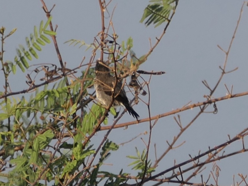 Rufous-fronted Thornbird - ML638727668