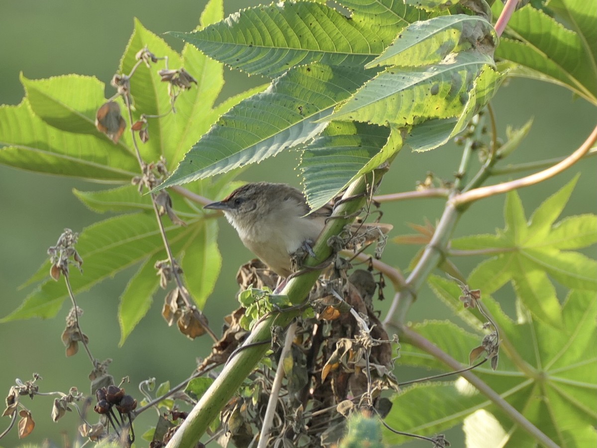 Rufous-fronted Thornbird - ML638727671