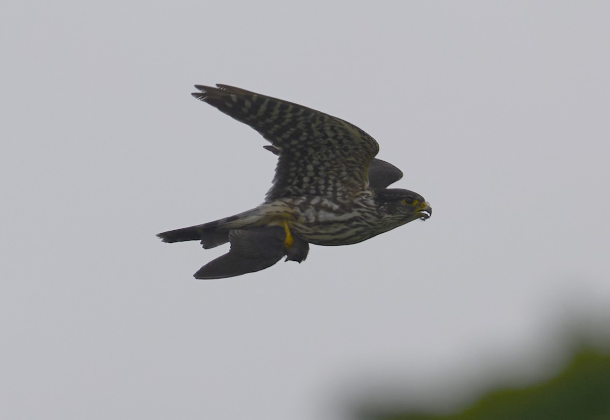 Merlin - ML638727704