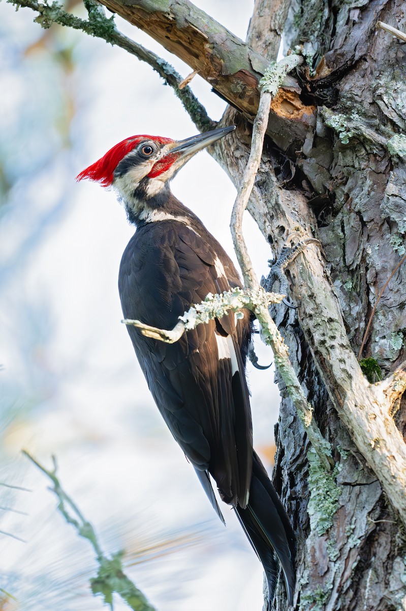 Pileated Woodpecker - ML638727771
