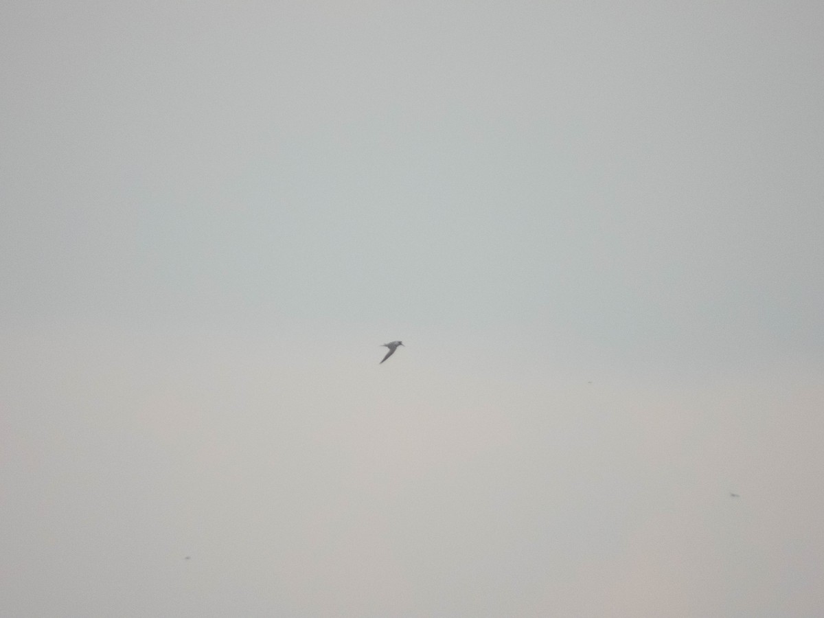 Sandwich Tern (Eurasian) - ML638727826