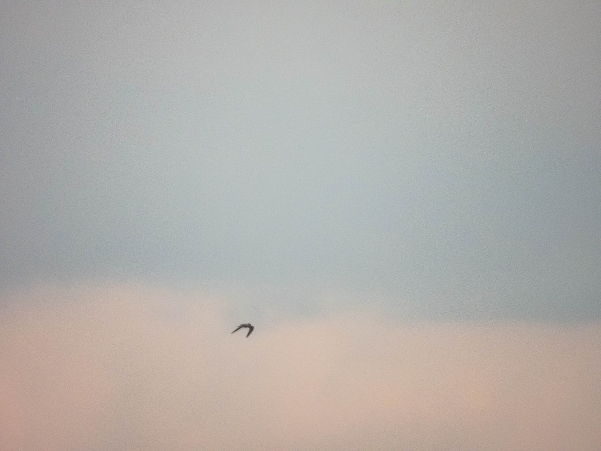 Sandwich Tern (Eurasian) - ML638727827
