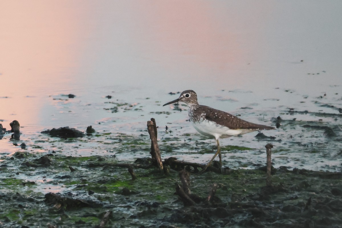 Solitary Sandpiper - ML638727862