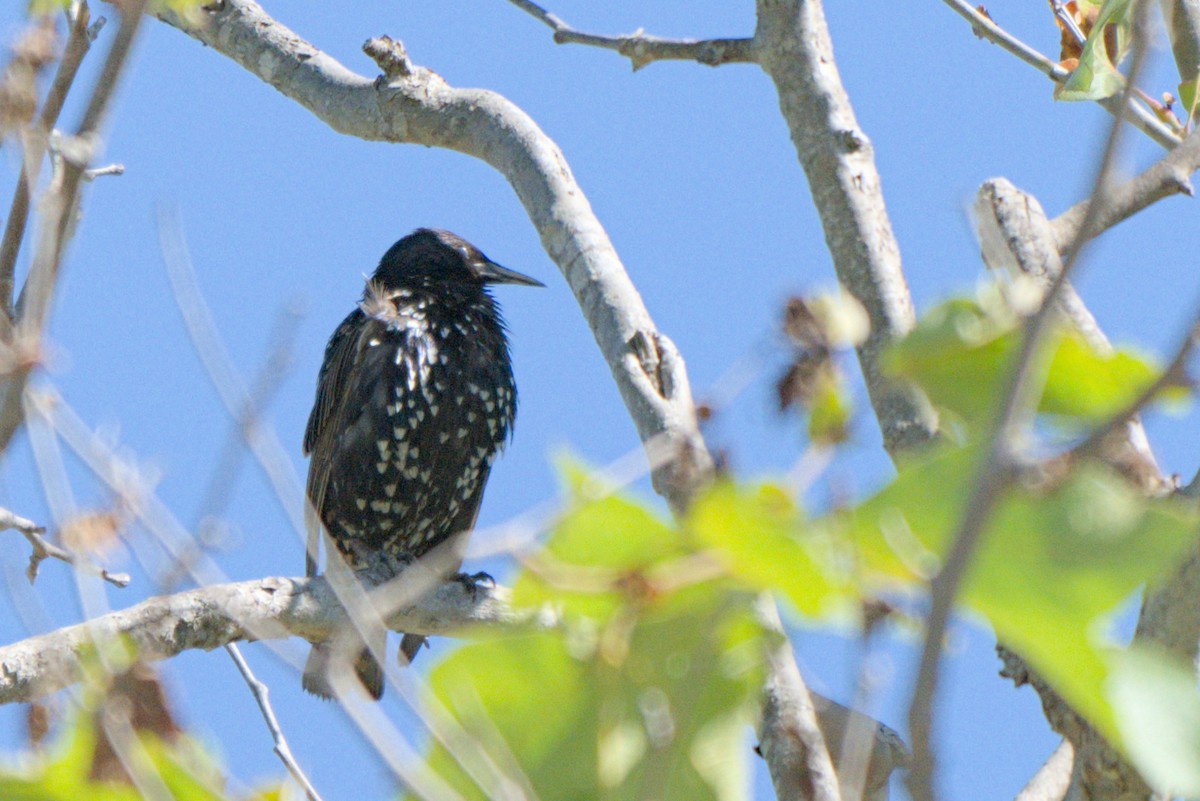 European Starling - ML638727881