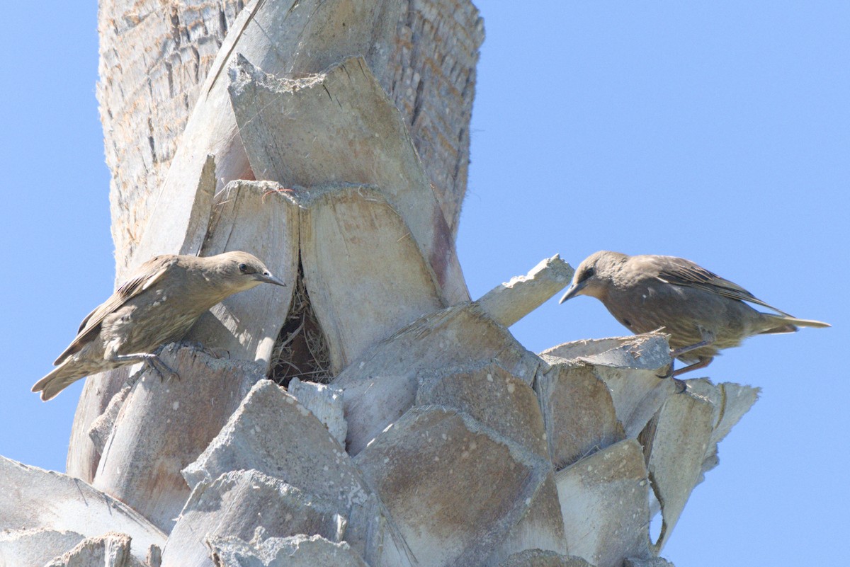 European Starling - ML638727883