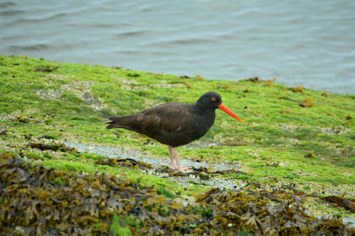 Black Oystercatcher - ML638727885