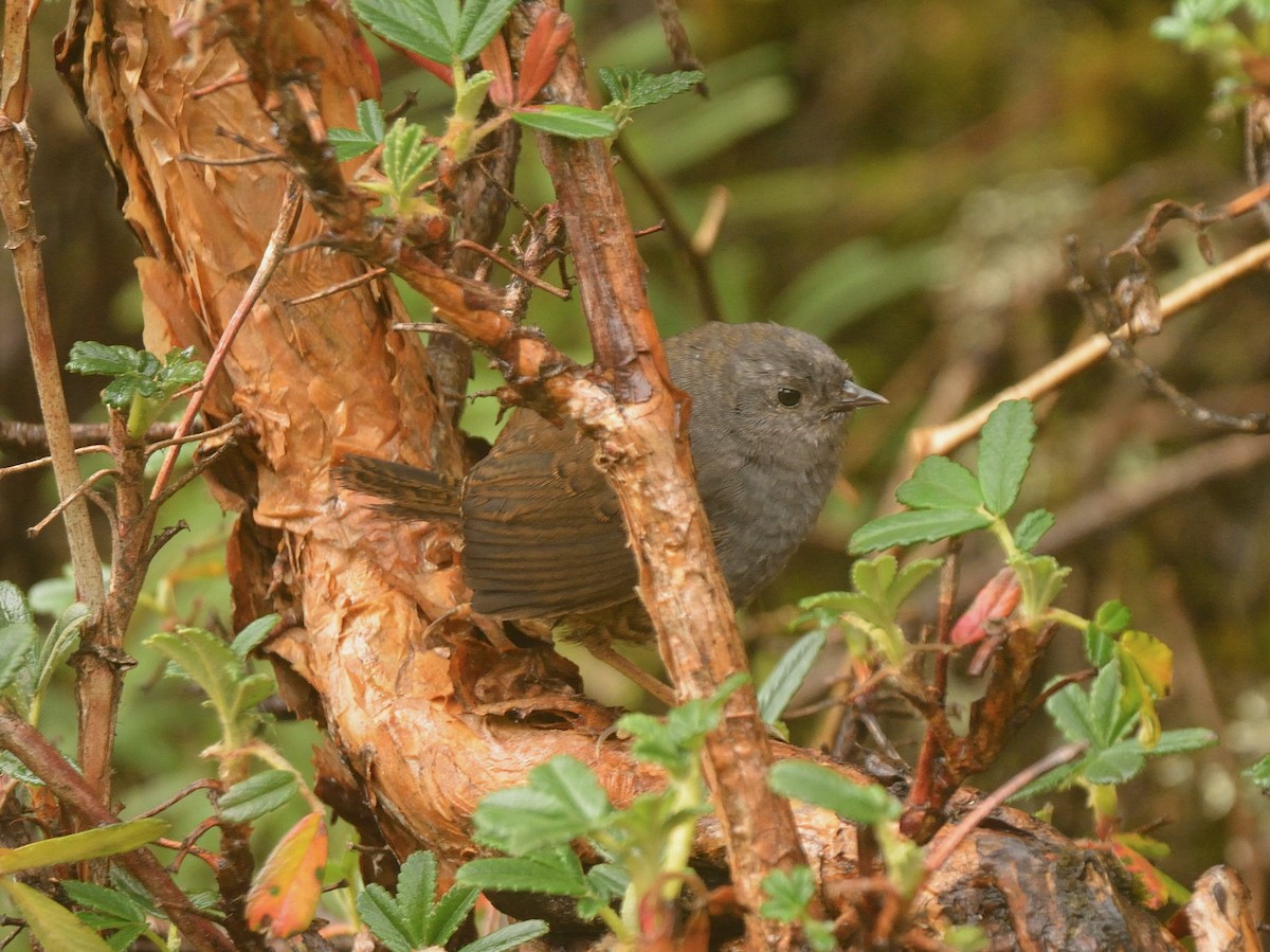 Jalca Tapaculo - ML638727945