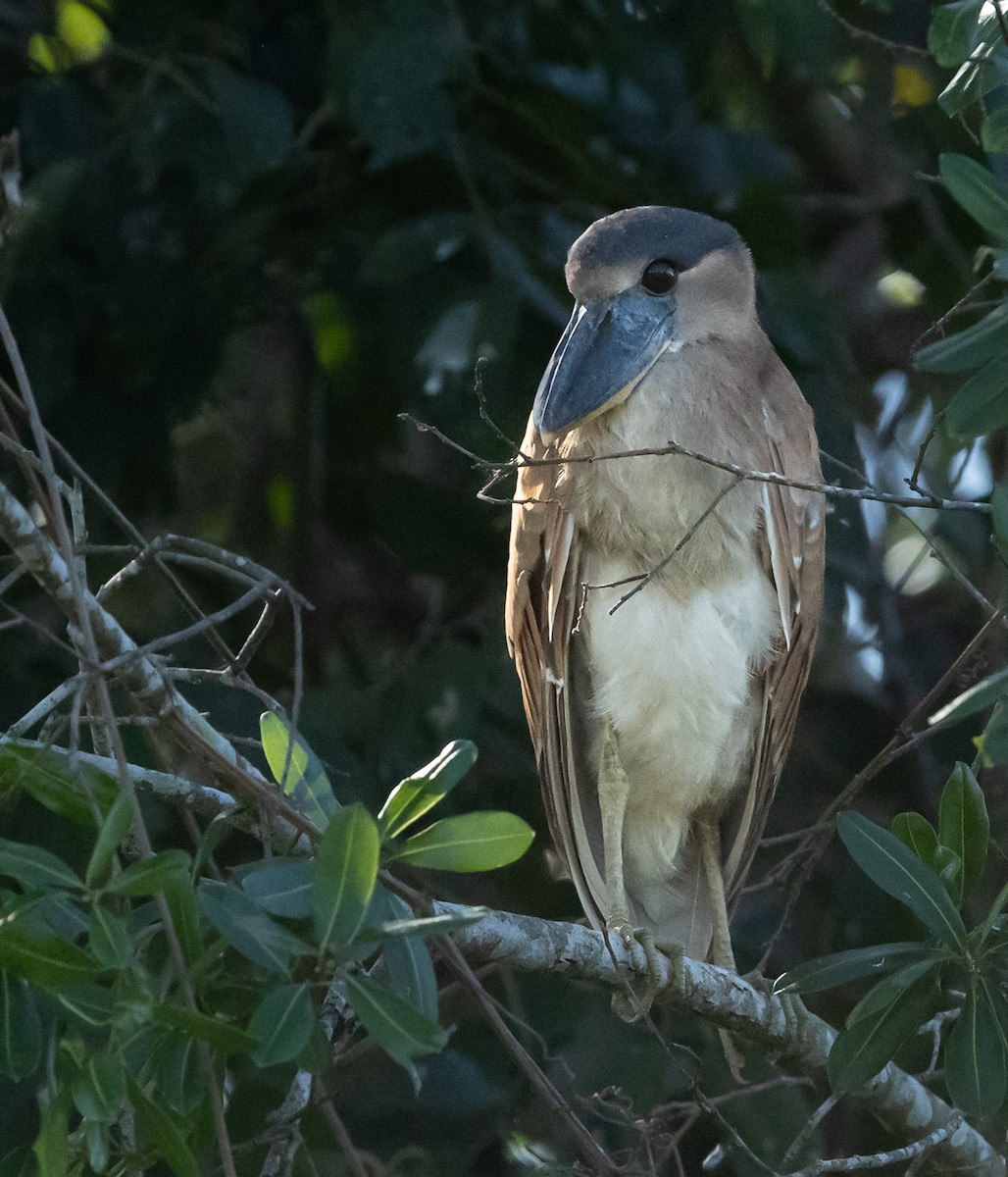 Boat-billed Heron - ML638727960