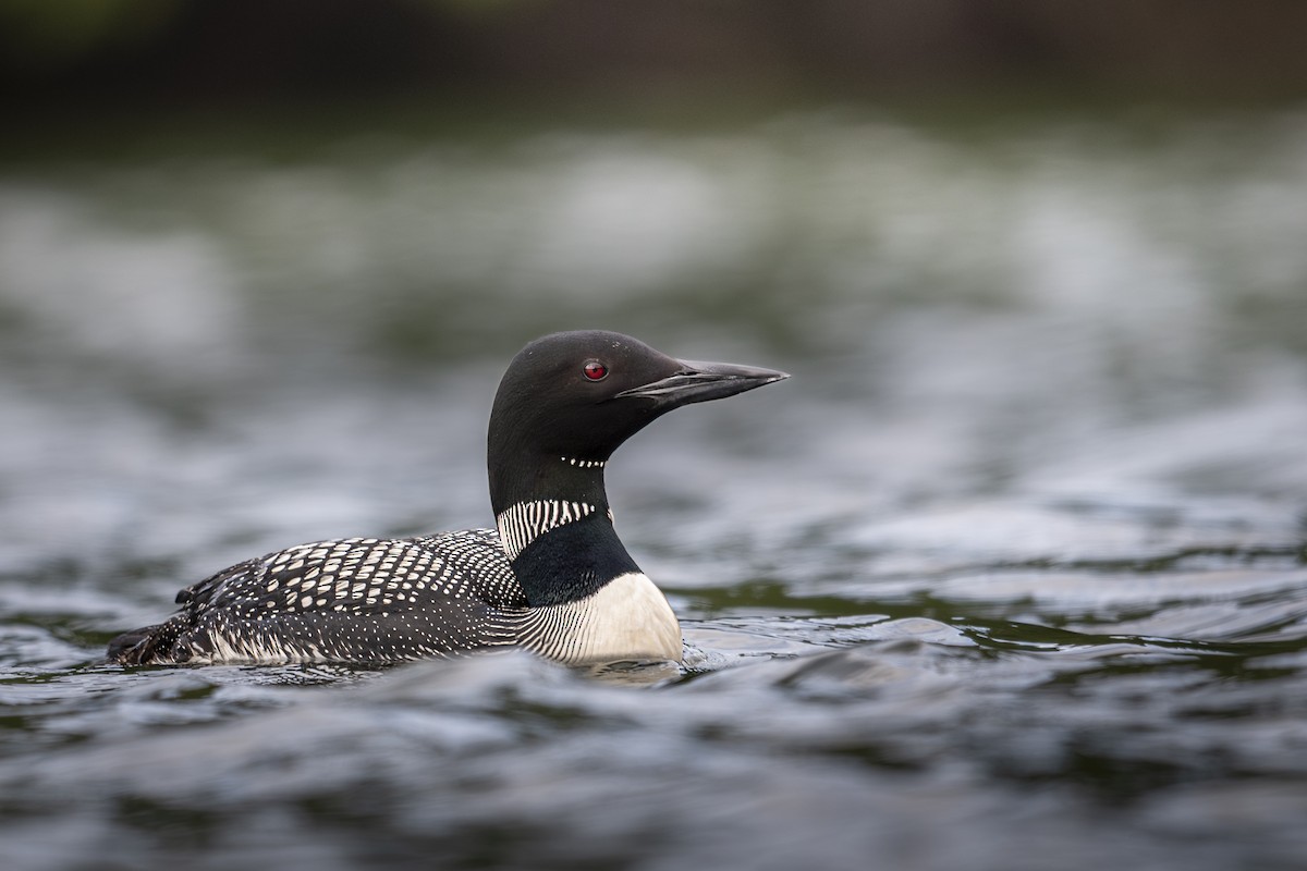 Common Loon - ML638727971