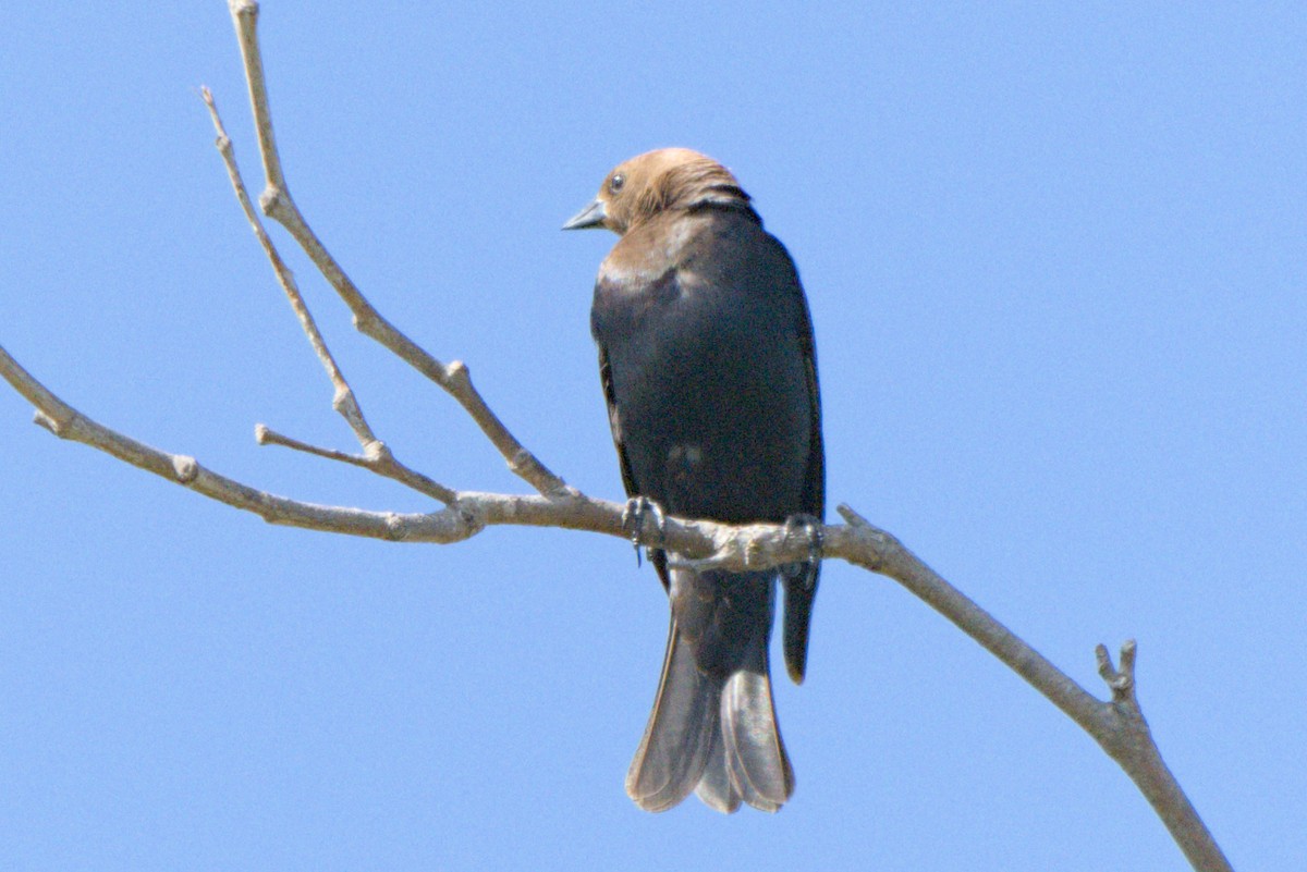 Boz Başlı İnekkuşu - ML638727990