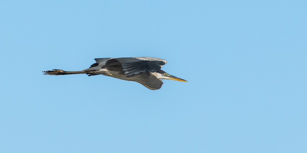 Cocoi Heron - ML638727992