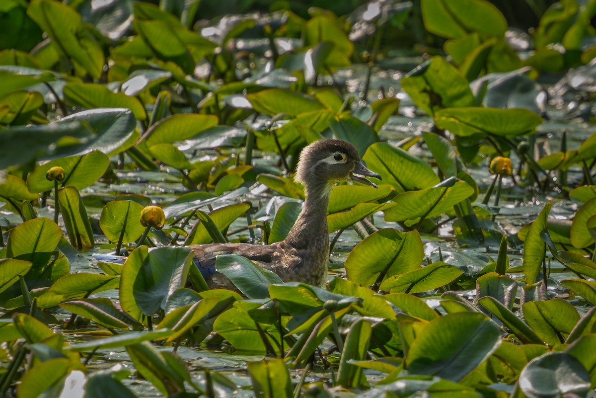 Wood Duck - ML638728049