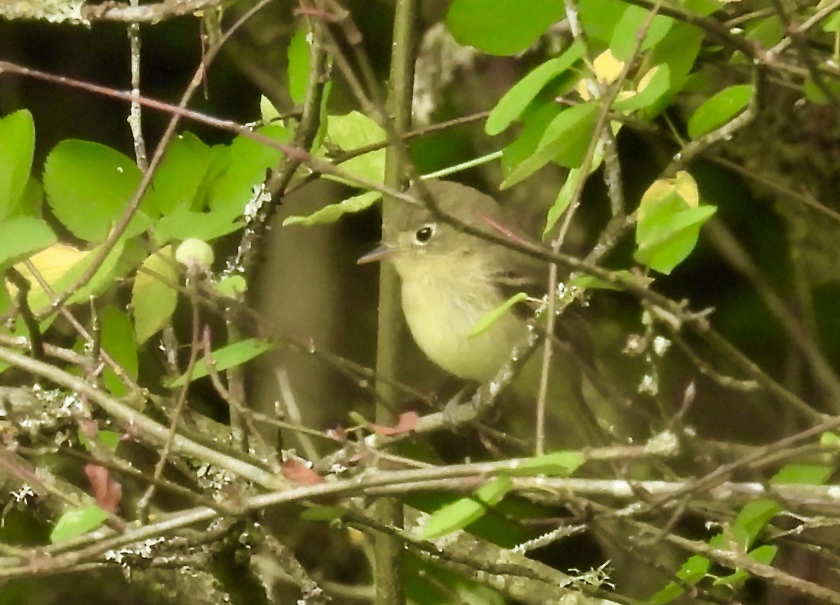 Western Flycatcher - ML638728060