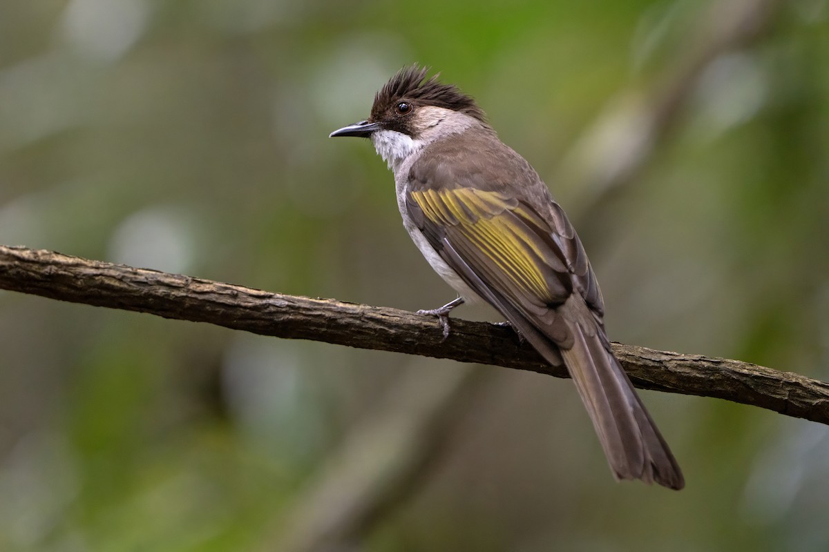 Ashy Bulbul - ML638728073