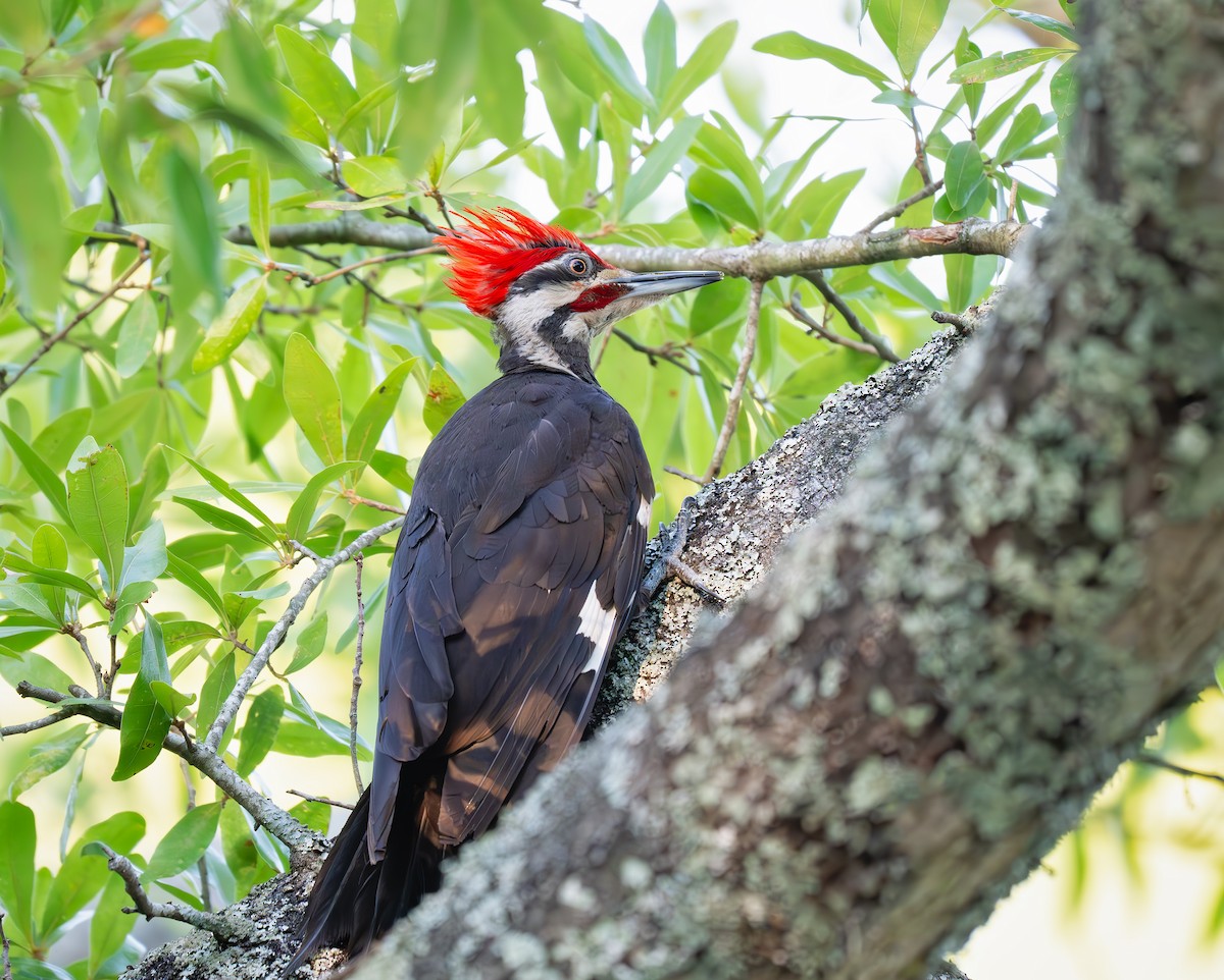 Pileated Woodpecker - ML638728093