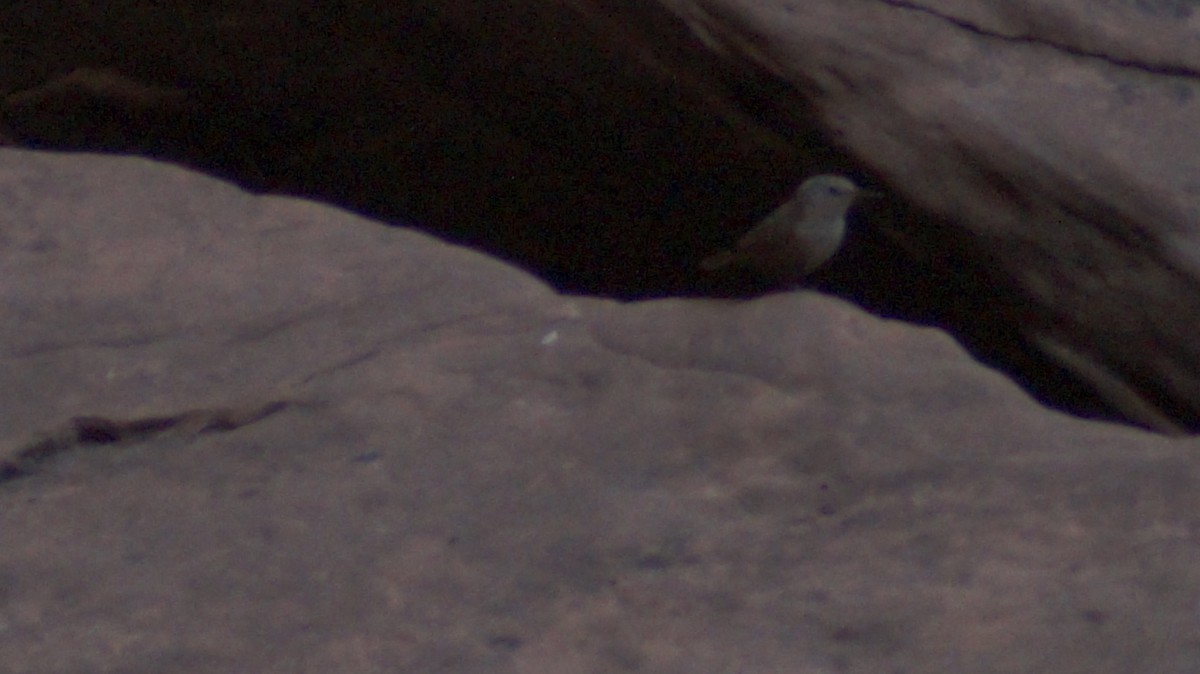 Canyon Wren - ML638728129