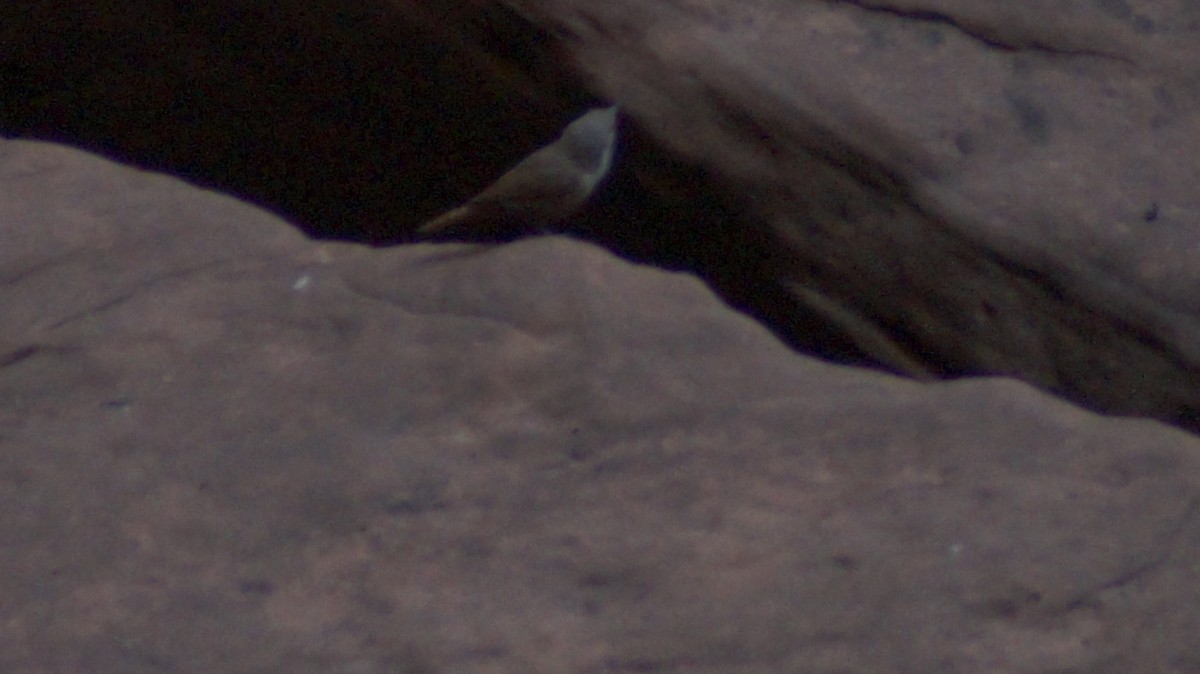 Canyon Wren - ML638728130