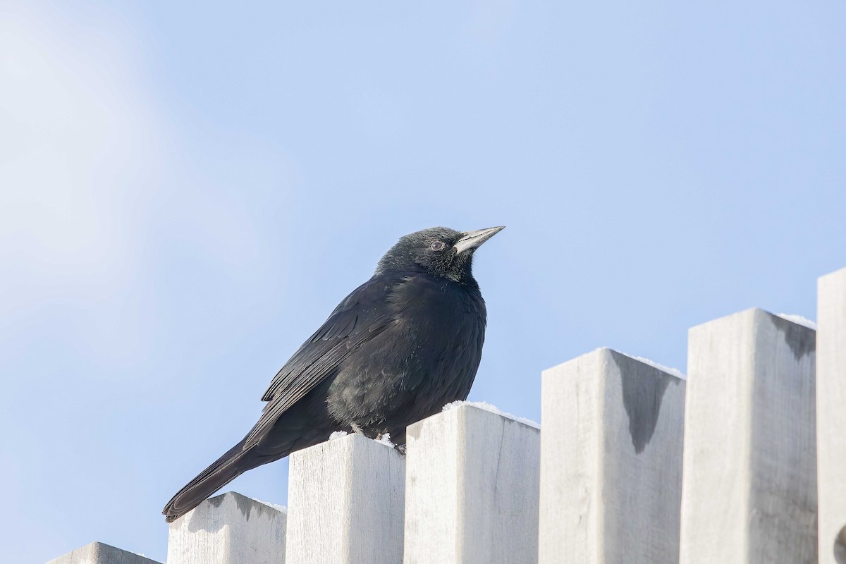 Austral Blackbird - ML638728131