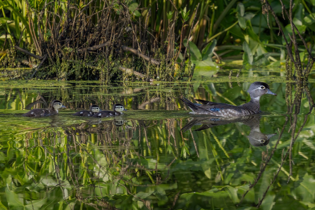Wood Duck - ML638728202