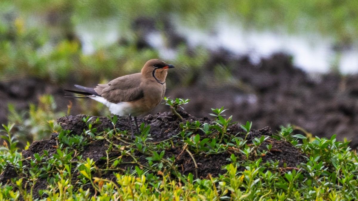 Collared Pratincole - ML638728236