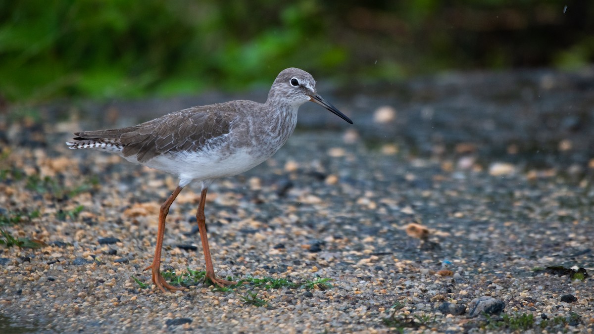Common Redshank - ML638728245