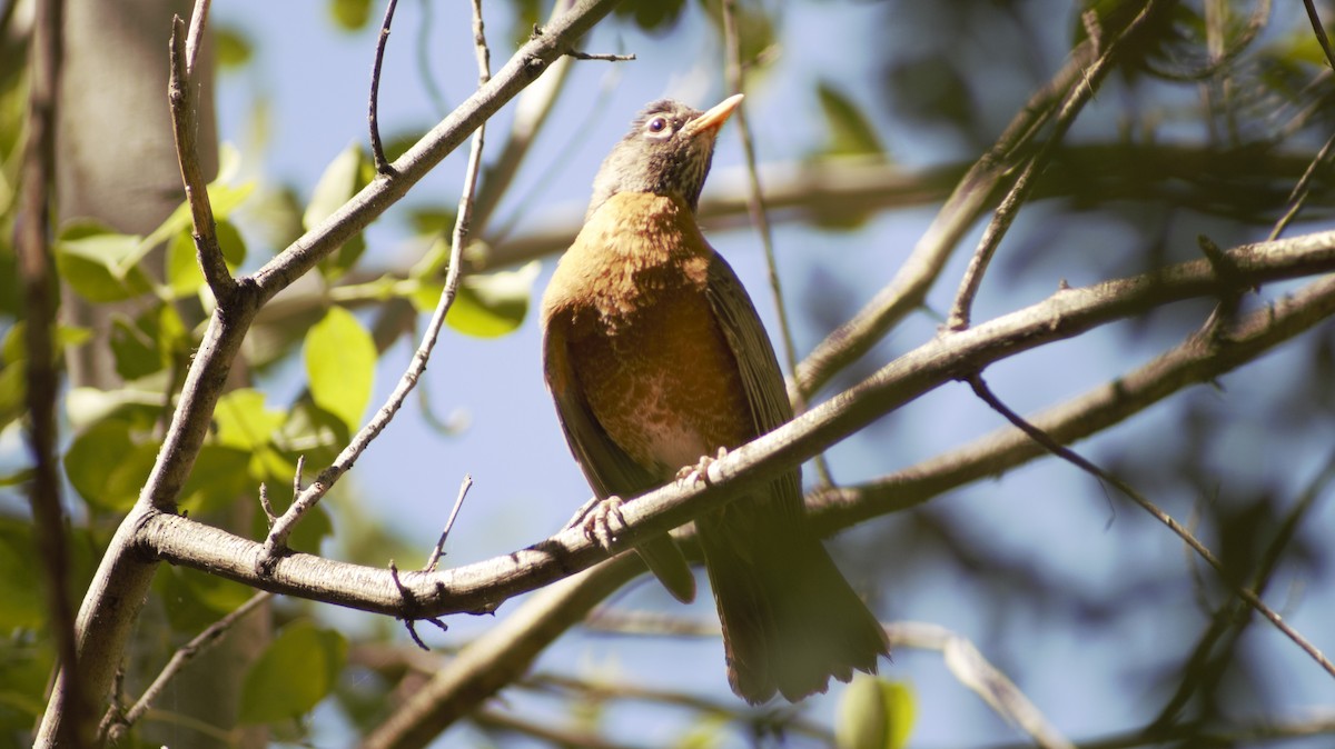 American Robin - ML638728257