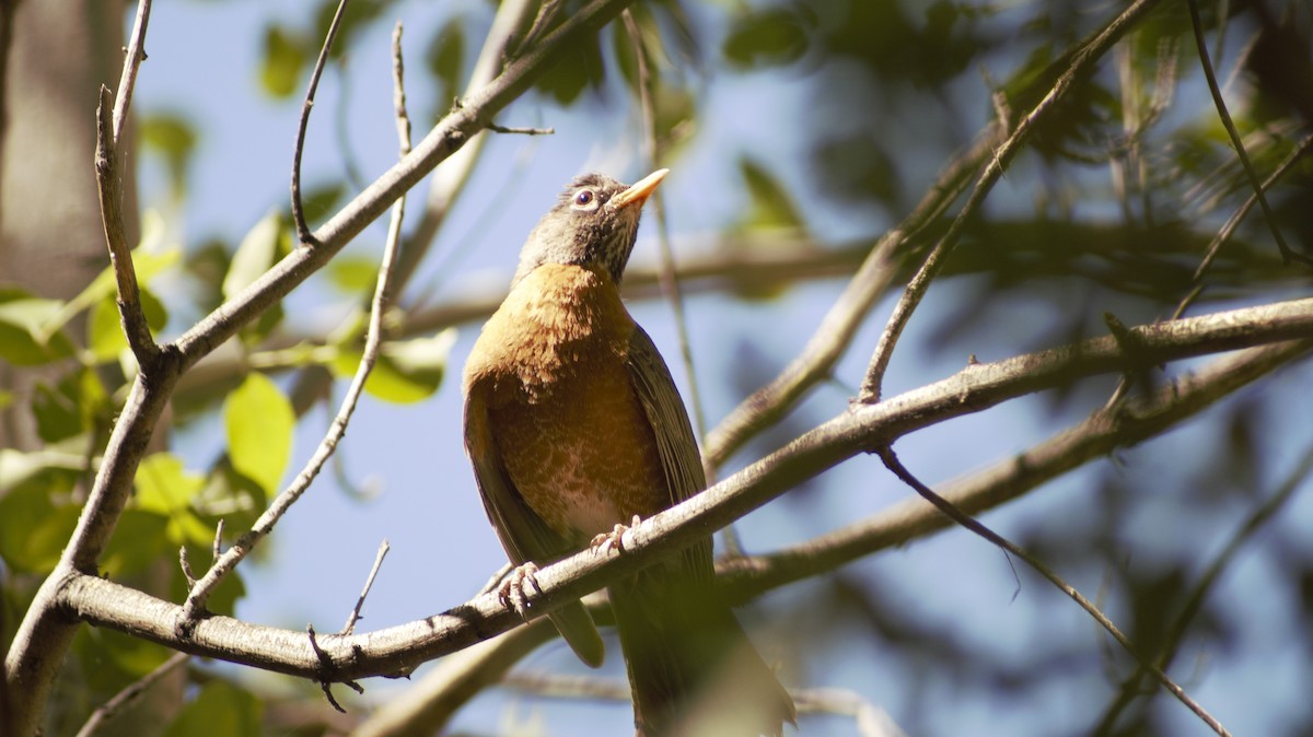 American Robin - ML638728259
