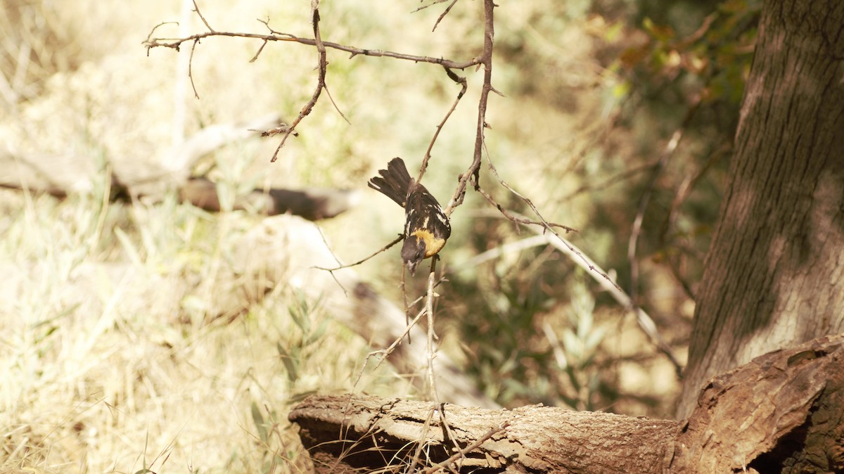 Black-headed Grosbeak - ML638728269