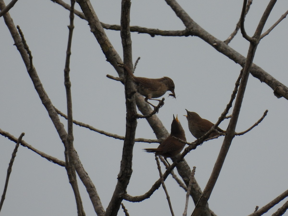 Northern House Wren - ML638728271