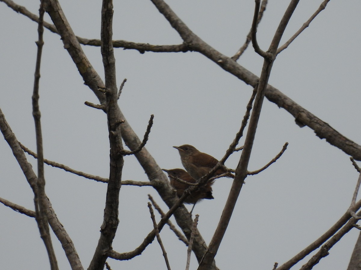 Northern House Wren - ML638728286