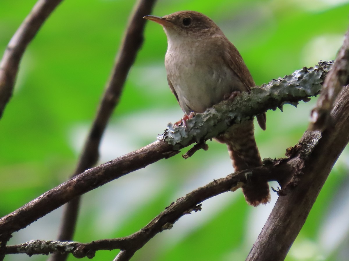 Northern House Wren - ML638728299