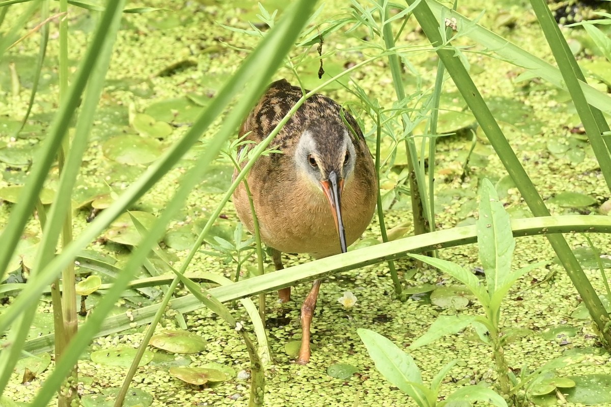 Virginia Rail - ML638728331