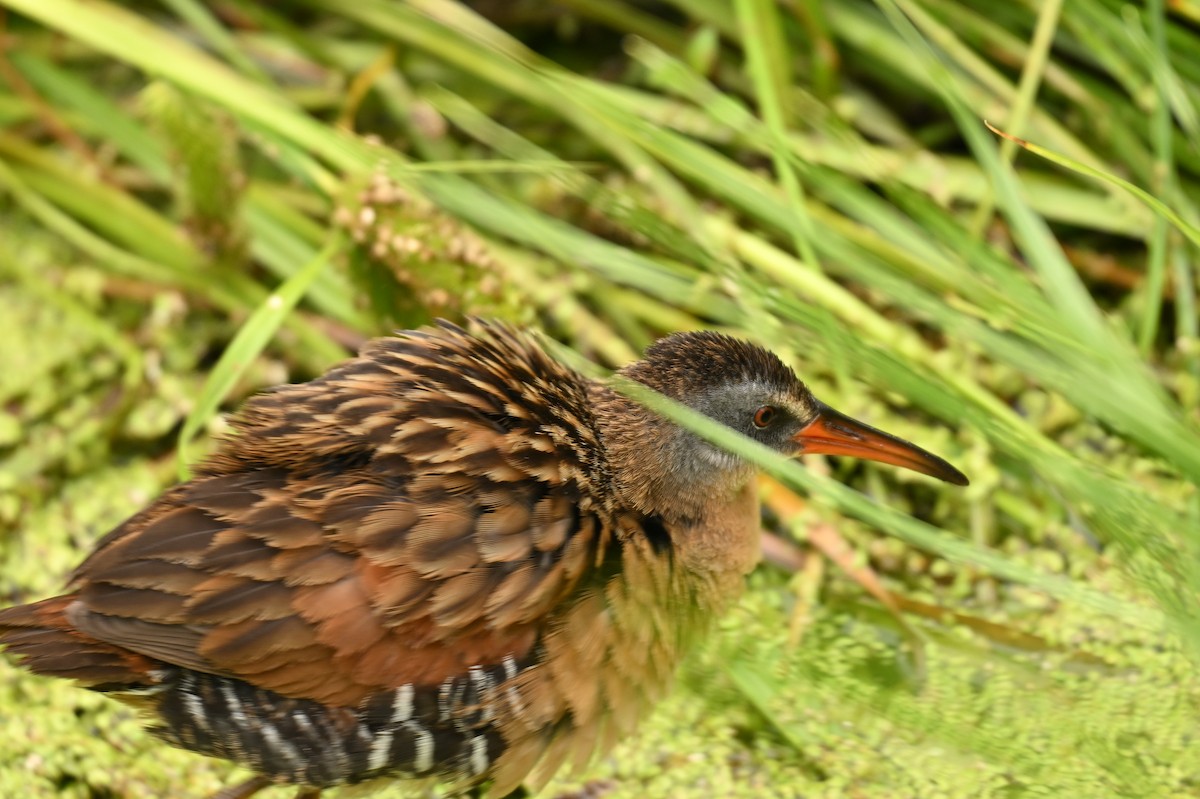 Virginia Rail - ML638728334