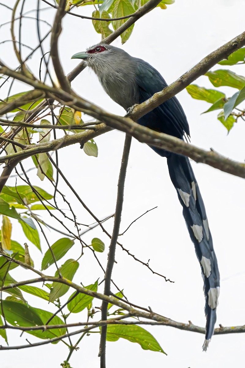 Green-billed Malkoha - ML638728353