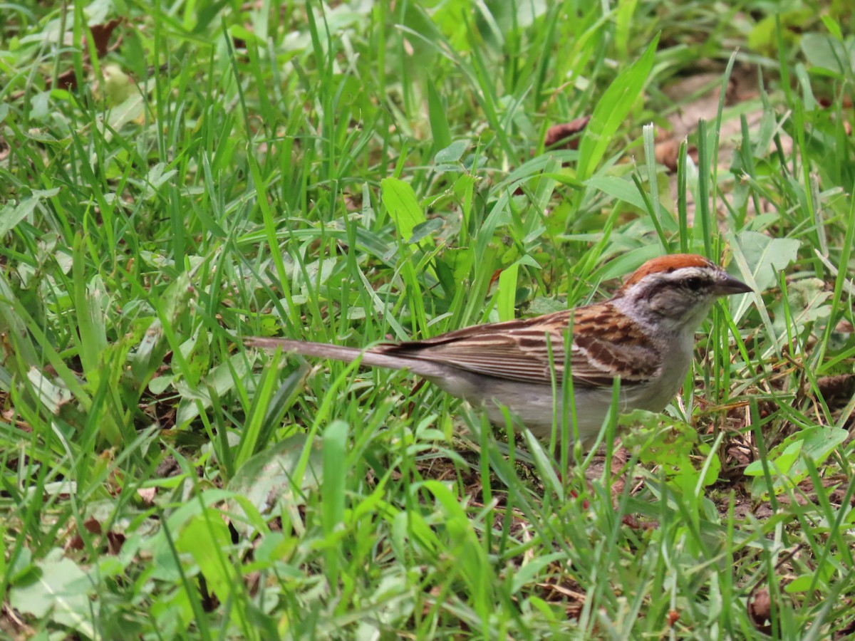 Chipping Sparrow - ML638728368
