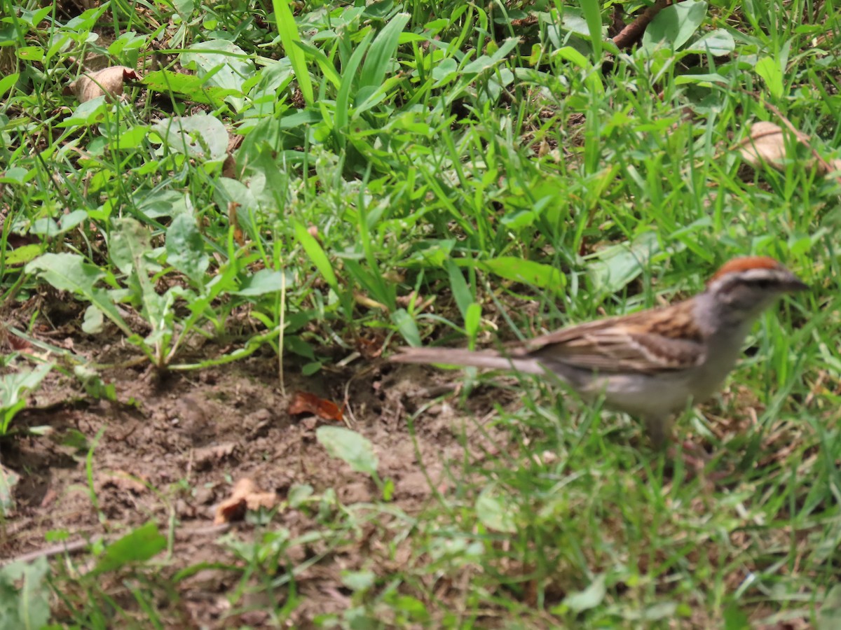 Chipping Sparrow - ML638728369