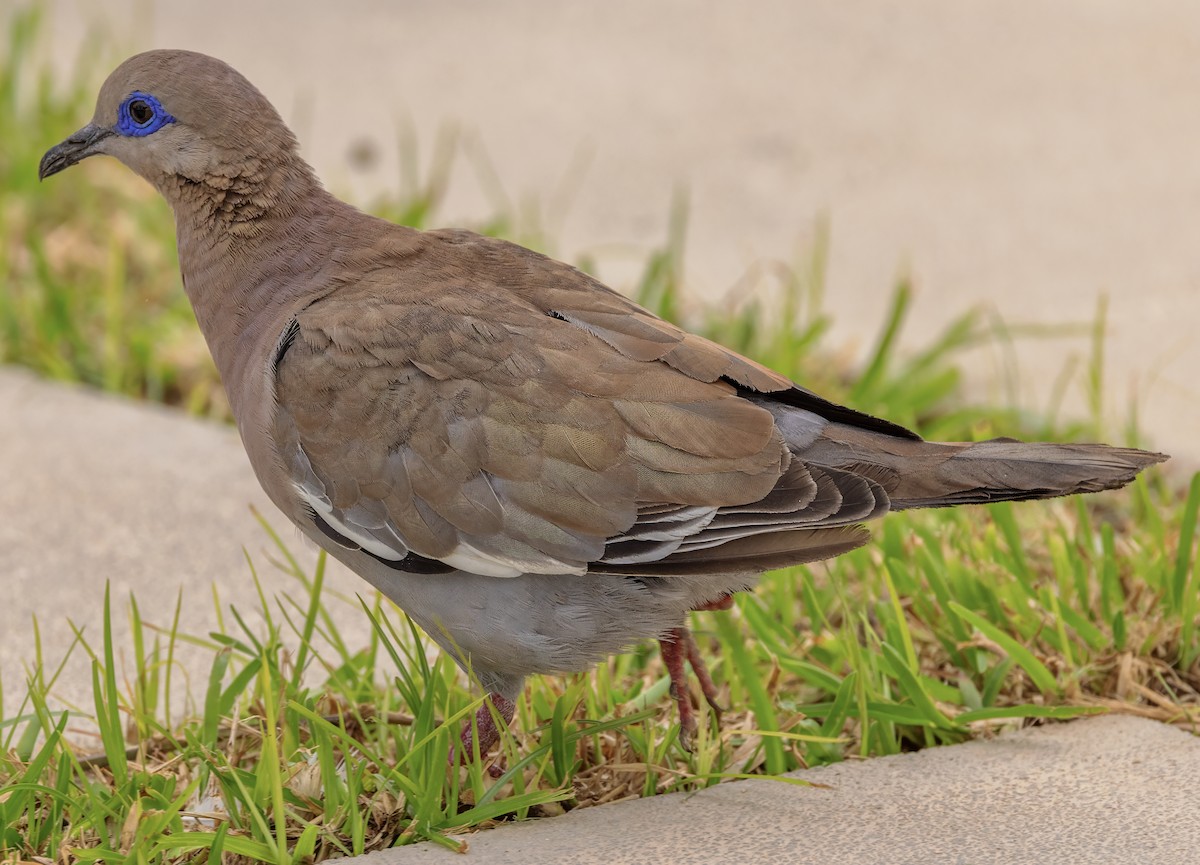 West Peruvian Dove - ML638728380
