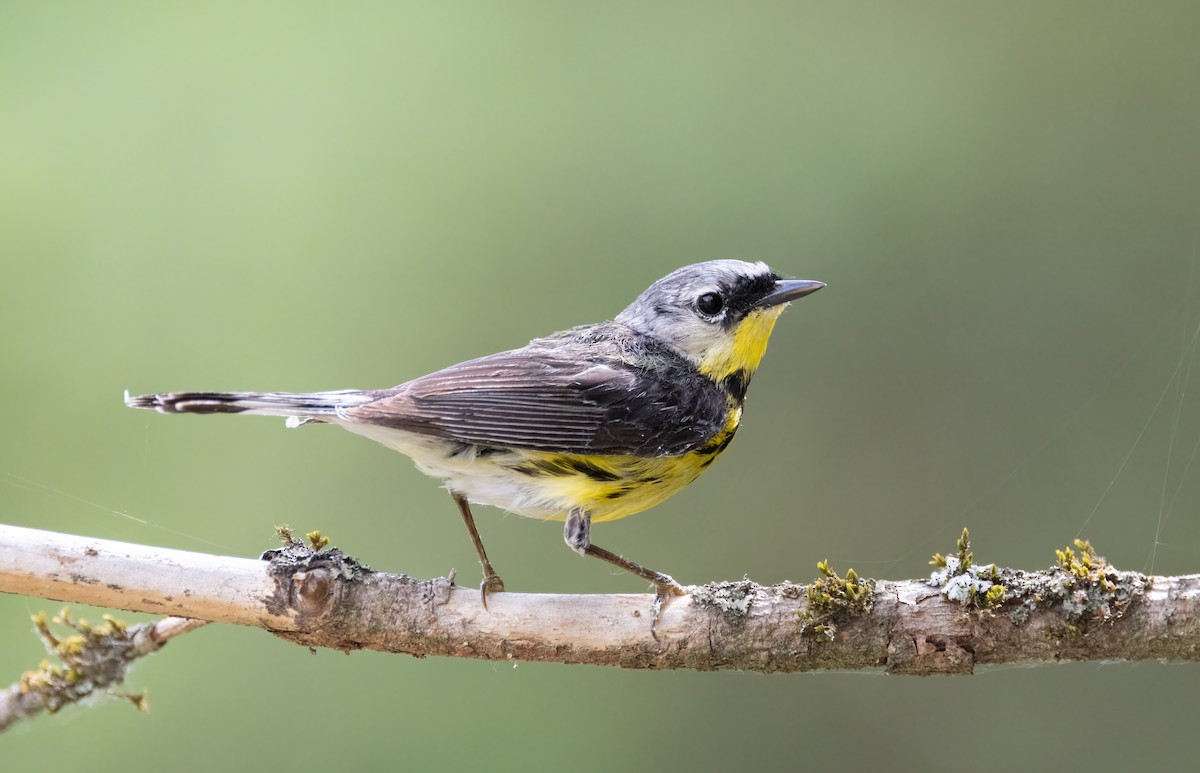 Magnolia Warbler - ML638728389