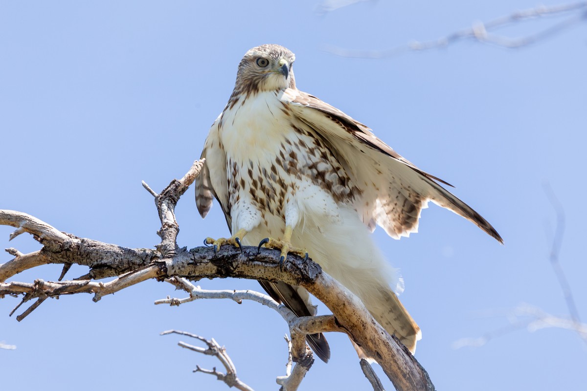 Red-tailed Hawk (borealis) - ML638728395