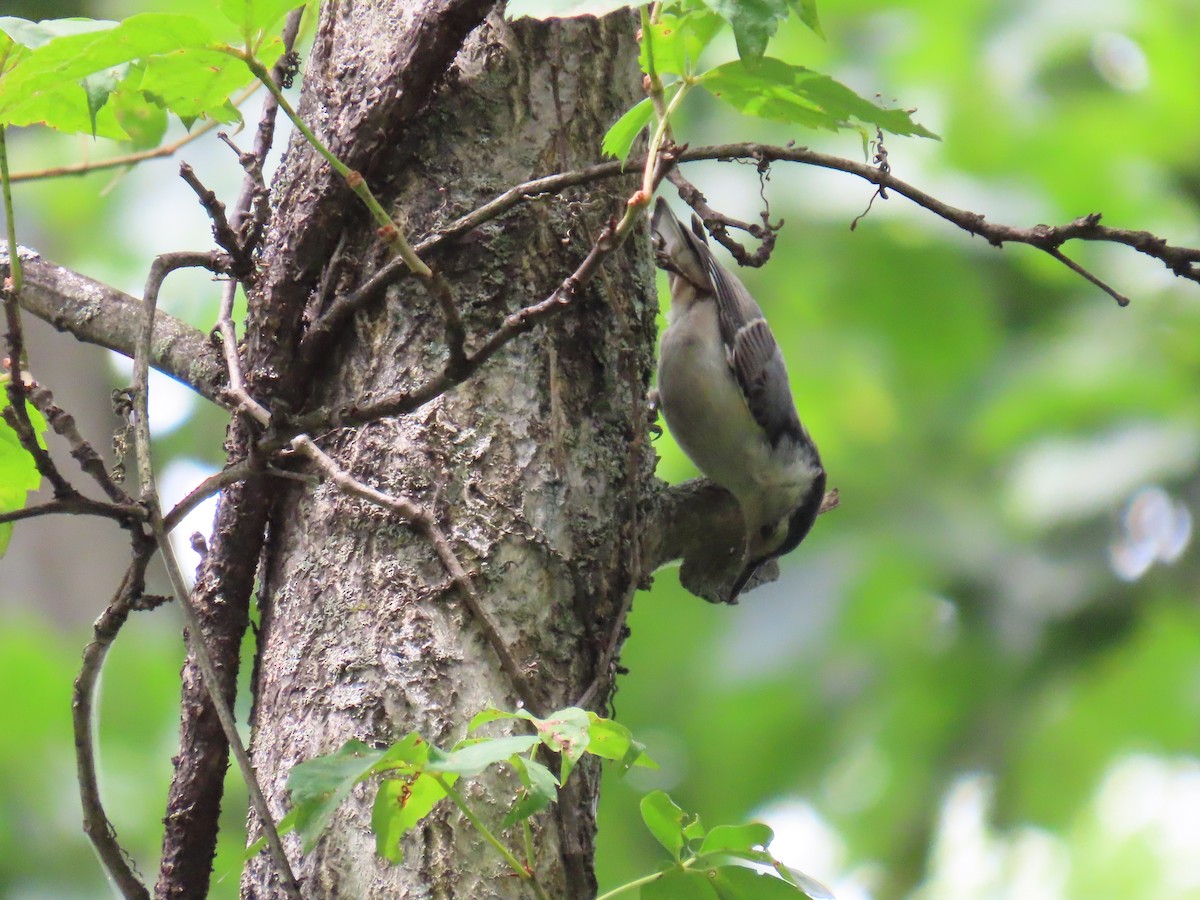 White-breasted Nuthatch - ML638728398