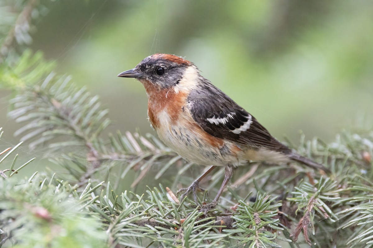 Bay-breasted Warbler - ML638728408
