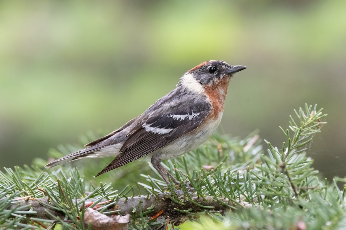 Bay-breasted Warbler - ML638728409