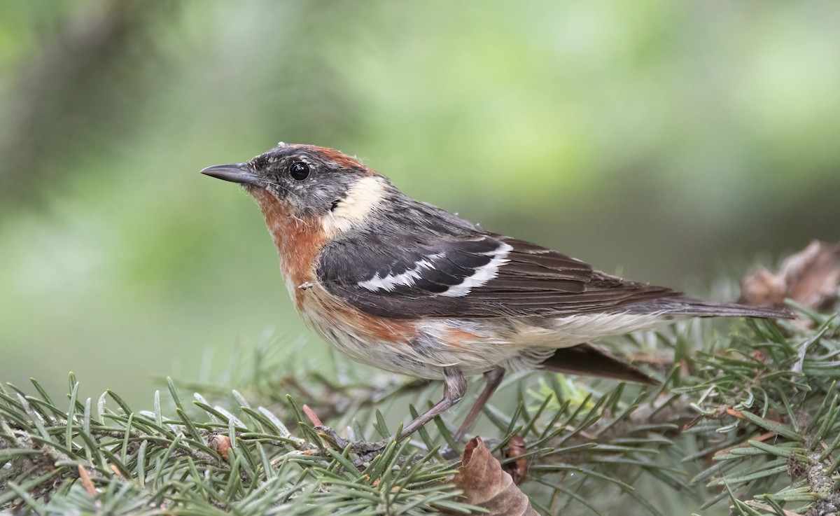 Bay-breasted Warbler - ML638728410