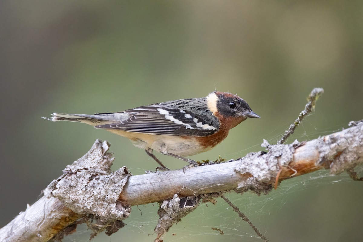 Bay-breasted Warbler - ML638728411