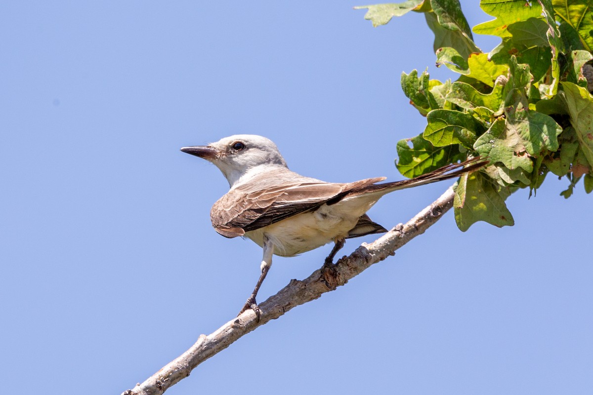 Scissor-tailed Flycatcher - ML638728415