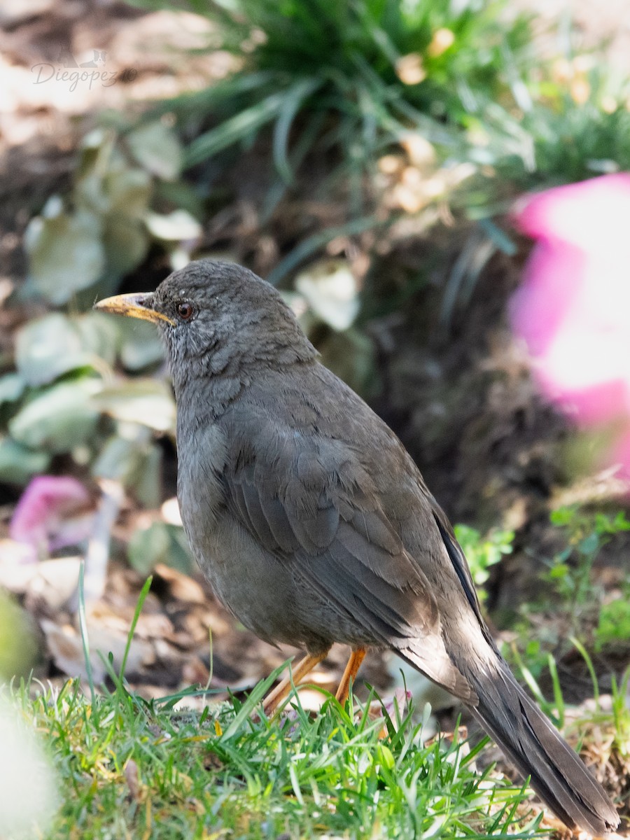 Chiguanco Thrush - ML638728442
