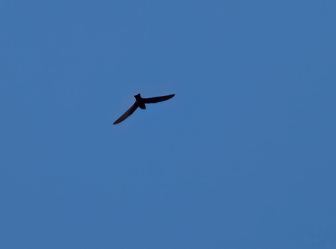 Американский стриж - ML638728463