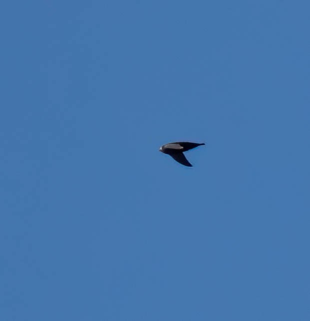 Американский стриж - ML638728473