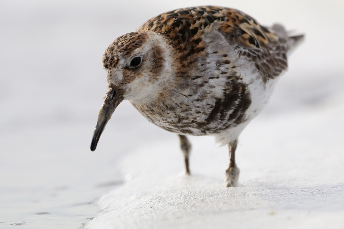 Rock Sandpiper (Pribilof Is.) - ML638728474