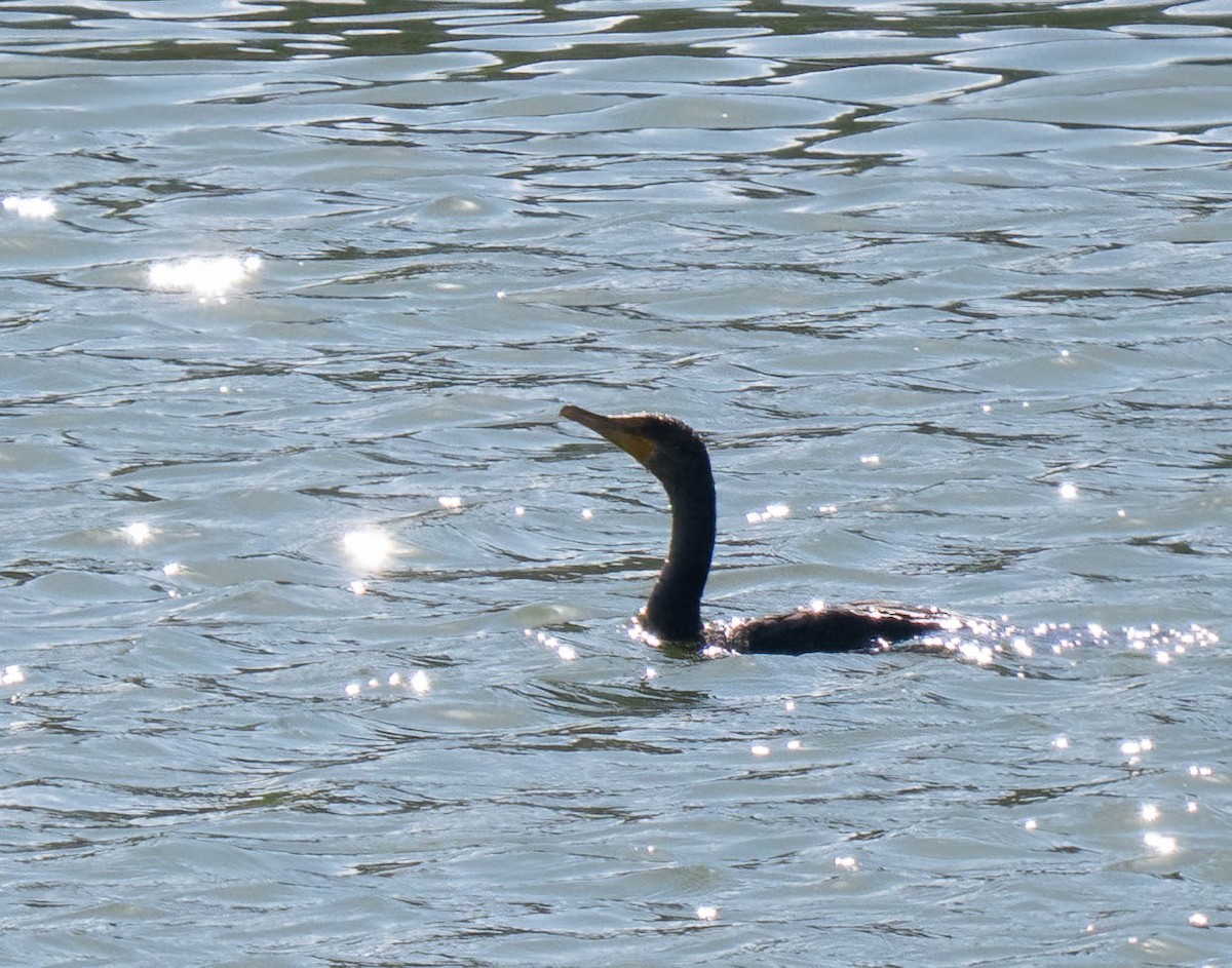 Cormoran à aigrettes - ML638728501